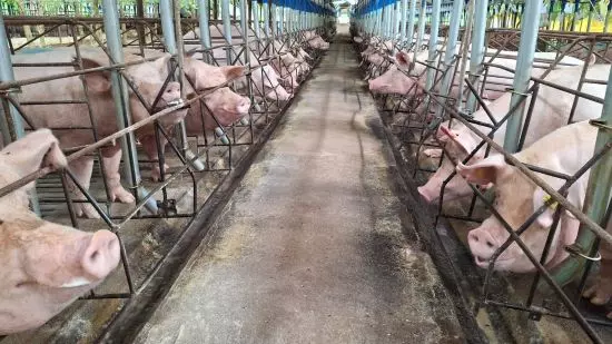 DIA DO SUINOCULTOR ][ Brasil celebra crescimento e relevância global da carne suína